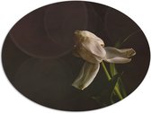 Dibond Ovaal - Stervende Witte Tulp op Stengel voor Donker Bruine Achtergrond - Bloemen - 108x81 cm Foto op Ovaal (Met Ophangsysteem)