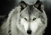 Fotobehang - Vlies Behang - Wolf - Sneeuwwolf - 368 x 254 cm