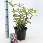1 stuk(s) | Hydrangea paniculata Vanille-Fraise C3 50-60 cm