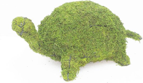 Schildpad - Mos