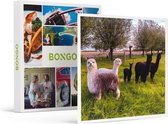 Bongo Bon - ACTIVITEITEN MET ALPACA’S IN ZEELAND: MEET & FEED, FILM EN SPEL VOOR 4 - Cadeaukaart cadeau voor man of vrouw