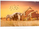 PVC Schuimplaat- De Dieren van het Afrikaanse Landschap - 75x50 cm Foto op PVC Schuimplaat