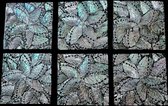 Dream-Living Zes onderzetters donkere Abalone schelpen 10x10x1cm