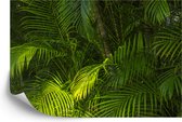 Fotobehang Palm Bladeren - Vliesbehang - 315 x 210 cm