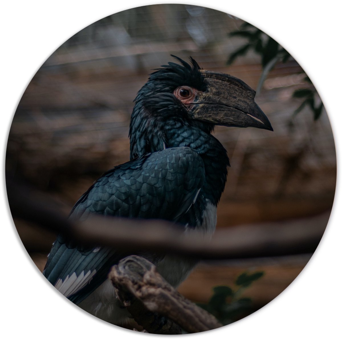 Label2X - Muurcirkel special bird - Ø 25 cm - Forex - Multicolor - Wandcirkel - Rond Schilderij - Muurdecoratie Cirkel - Wandecoratie rond - Decoratie voor woonkamer of slaapkamer