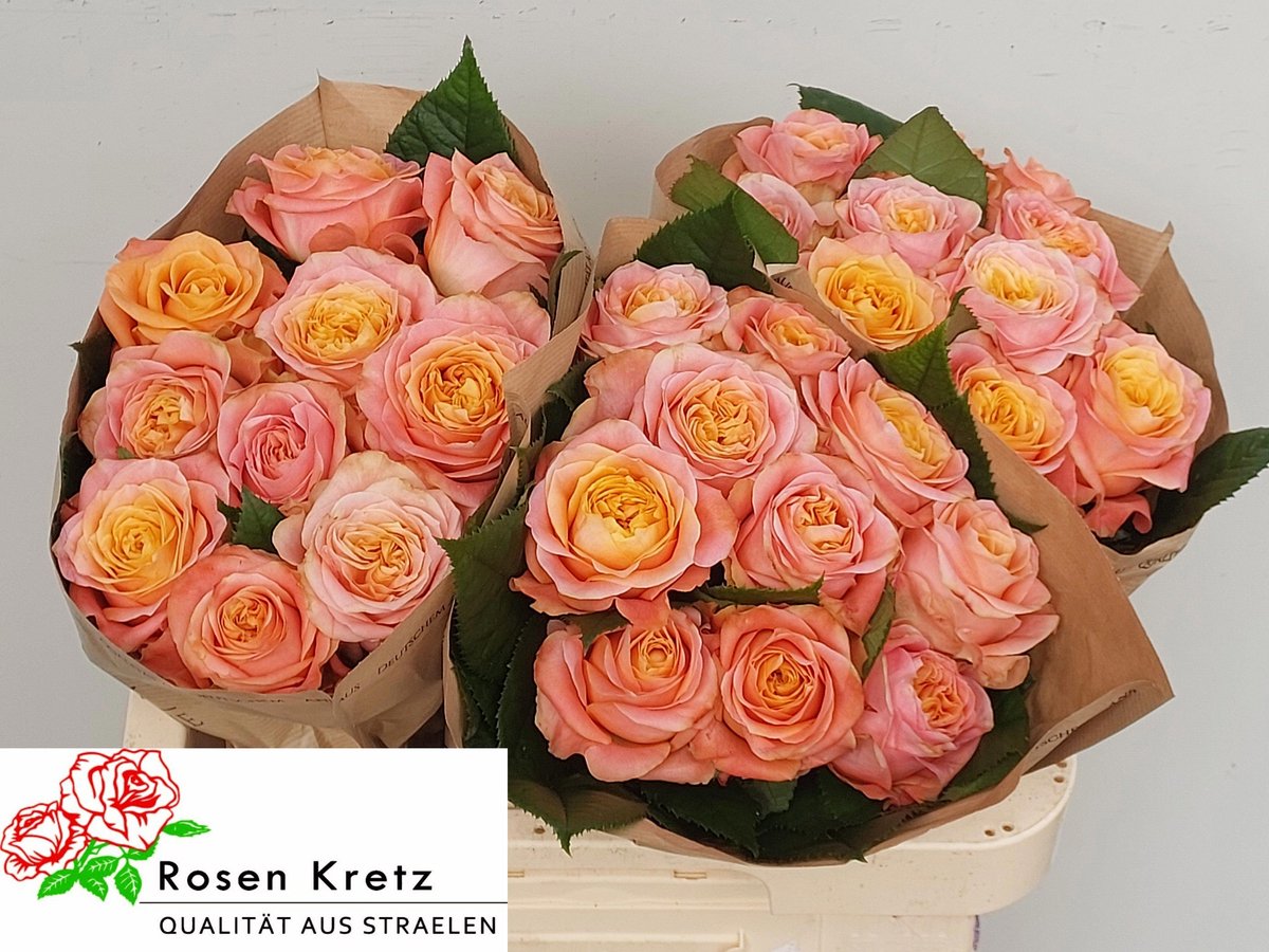 10x Rosa peach funky+ 60cm