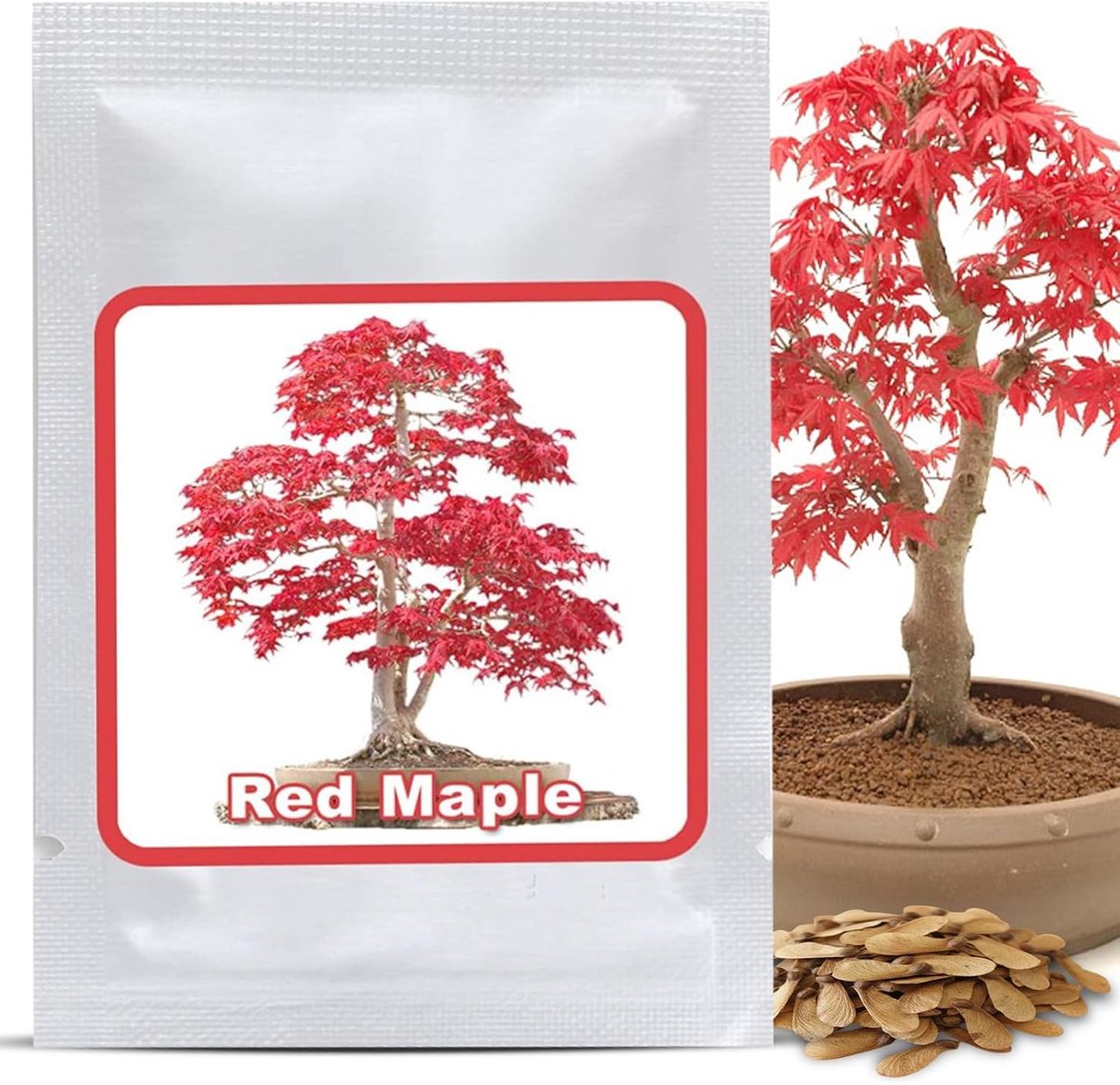 Magic of Nature: Japanese Red Maple Seeds (20 Pcs) - Suitable for Bonsai - Beautiful Purple Red Fall Colors - ShopVlot