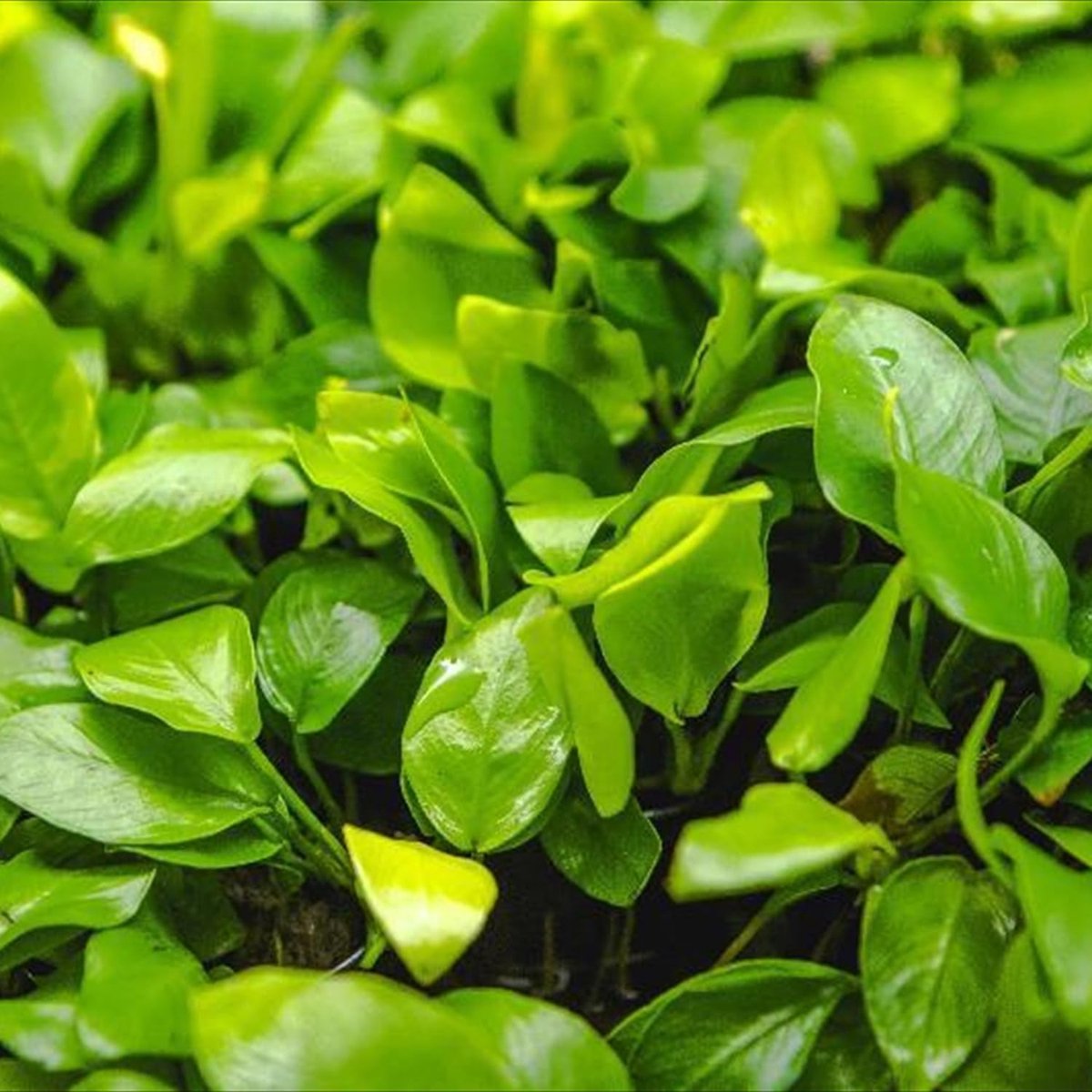 AquaBreedingSkill Anubias barteri var. nana 'Gold' – levende aquariumplant, echte waterplant voor zoetwater - ShopVlot