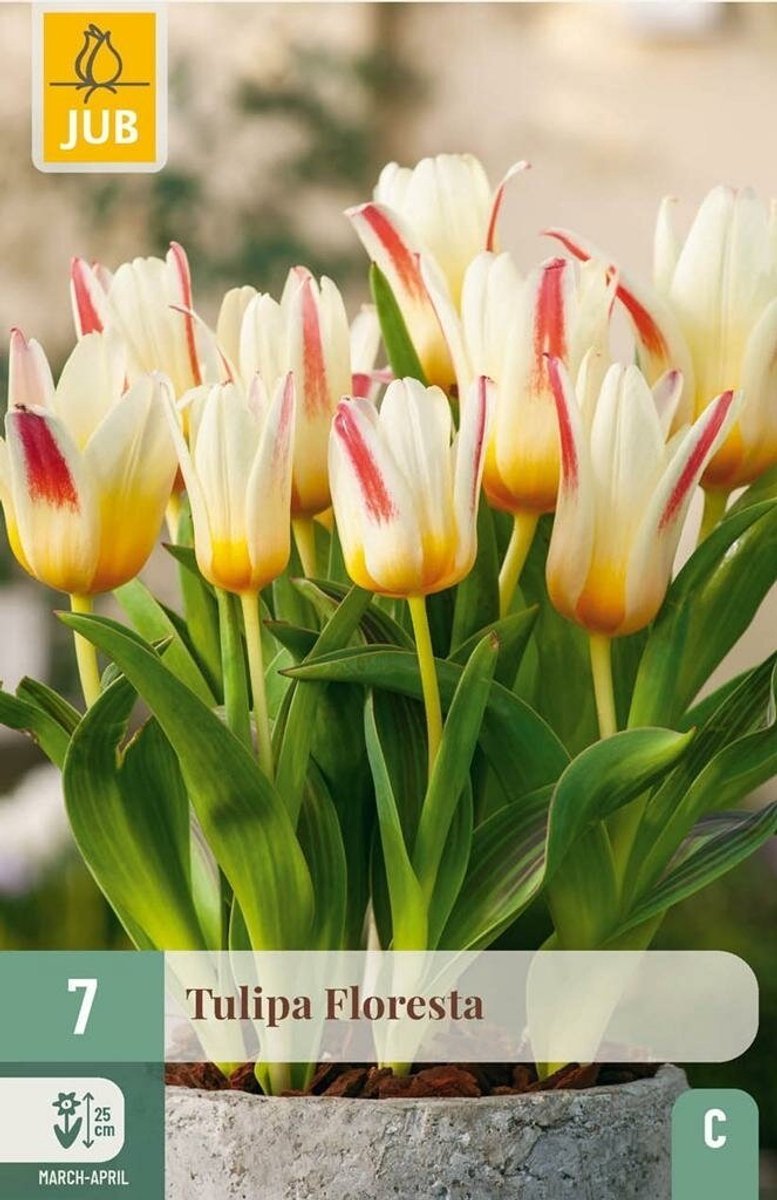 Tulipa floresta 7st JUB