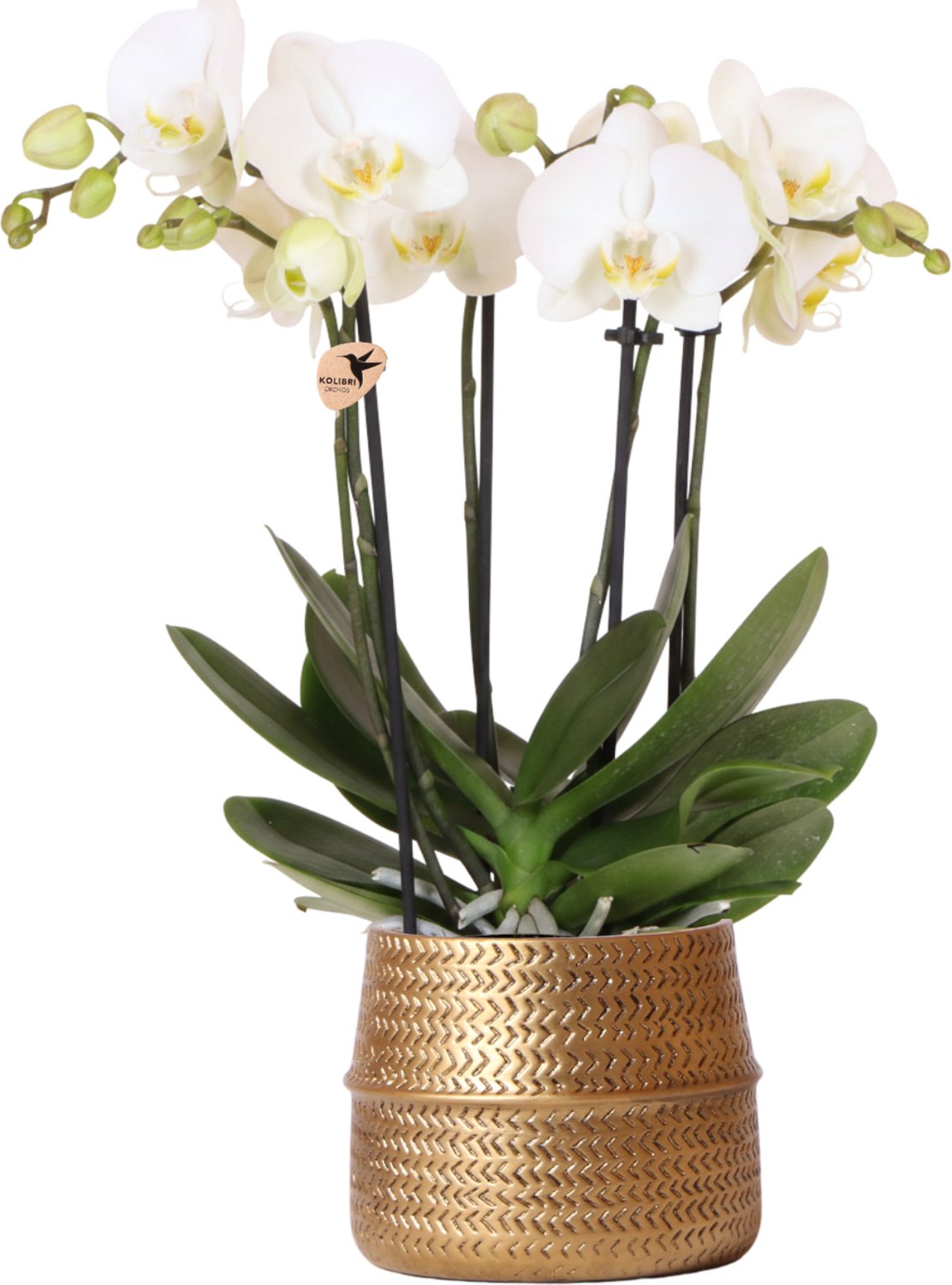 Kolibri Orchids | Witte phalaenopsis Jewel Ghent orchidee in goud kleurige Groove sierpot - potmaat Ø12cm
