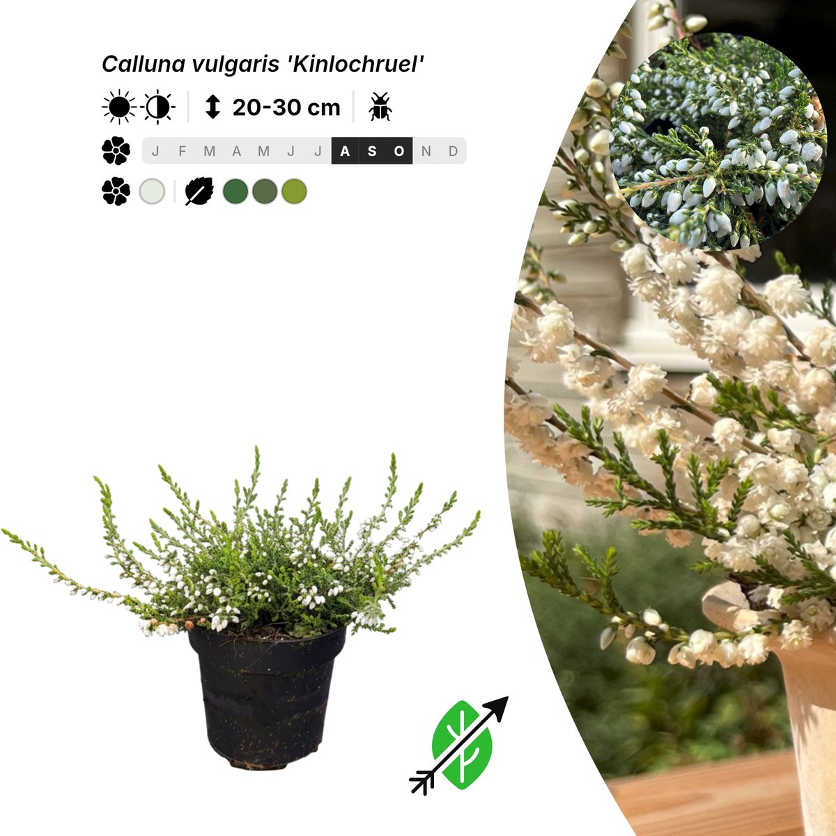 Singleplants - 20x Calluna vulgaris 'Kinlochruel' - Pot P9,5 - bodembedekker - in bloeiperiode