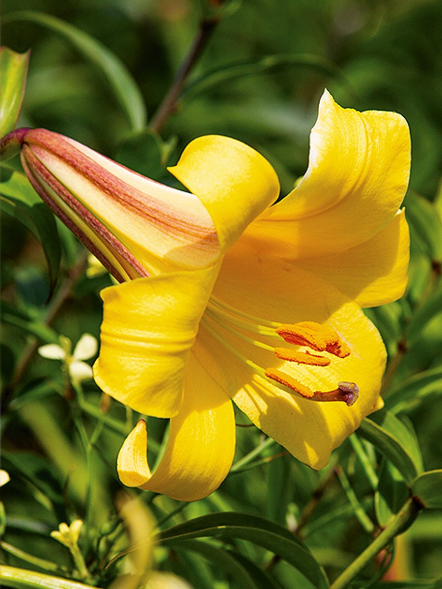 5x Lelie 'Golden splendour' - BULBi® Bloembollen met bloeigarantie