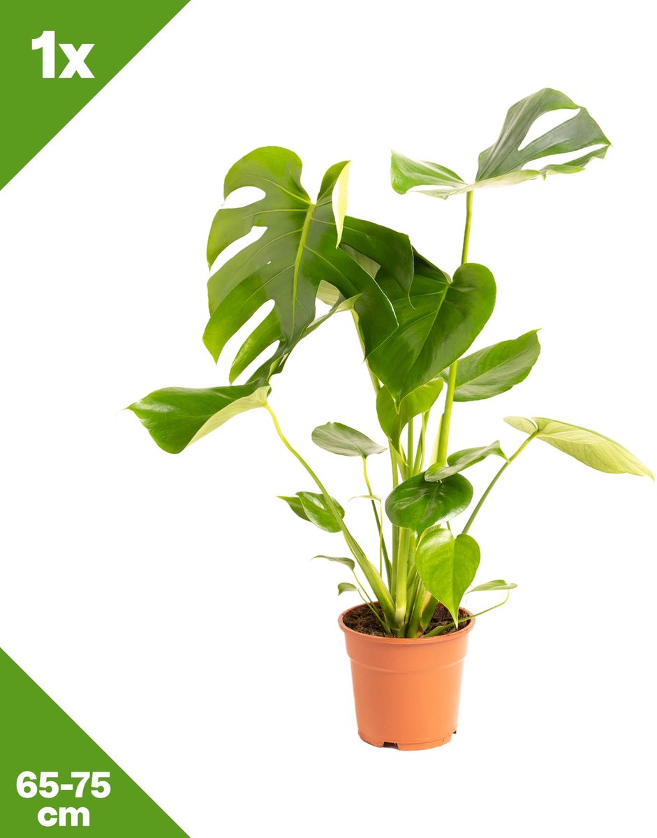 GARDENZO - Monstera deliciosa (Gatenplant) x 1, P17, 65-75 cm