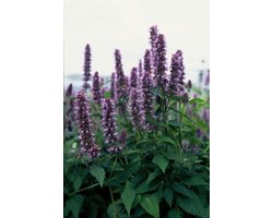 Agastache 'Blue Fortune' Perennial Planten 10-25 cm