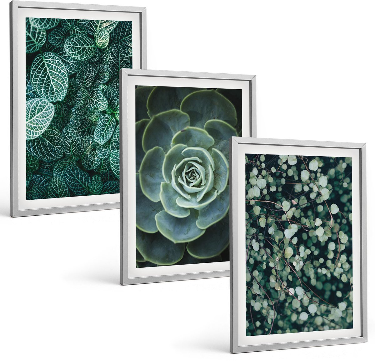 Coloray 3-Delige Schilderij Set - Groene Bladeren Van Vetplanten En Tere Takjes - 40 x 60 cm - Decoratieve Muurdecoratie - Slaapkamer - Wanddecoratie