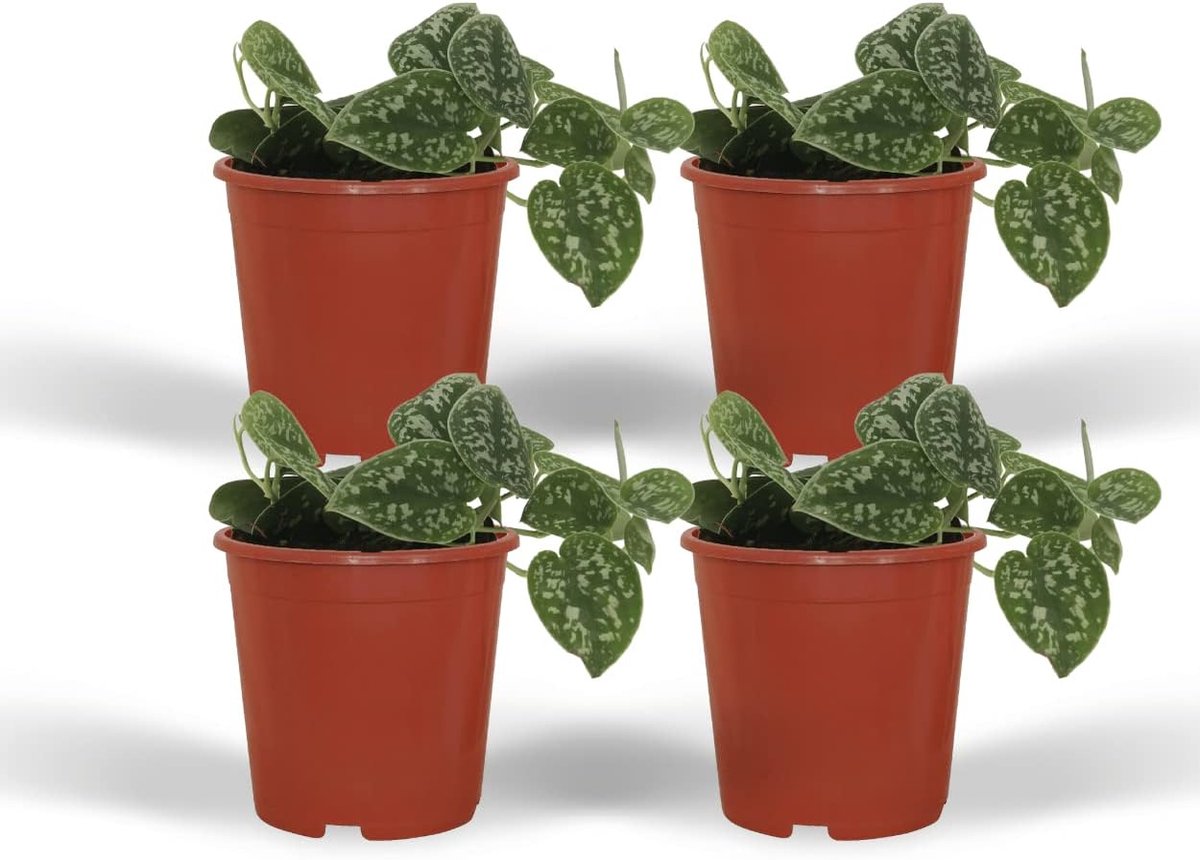 Pictus - Epipremnum | 4 stuks - 15cm - Ø12cm - Kamerplant - Groenblijvend - Multideal