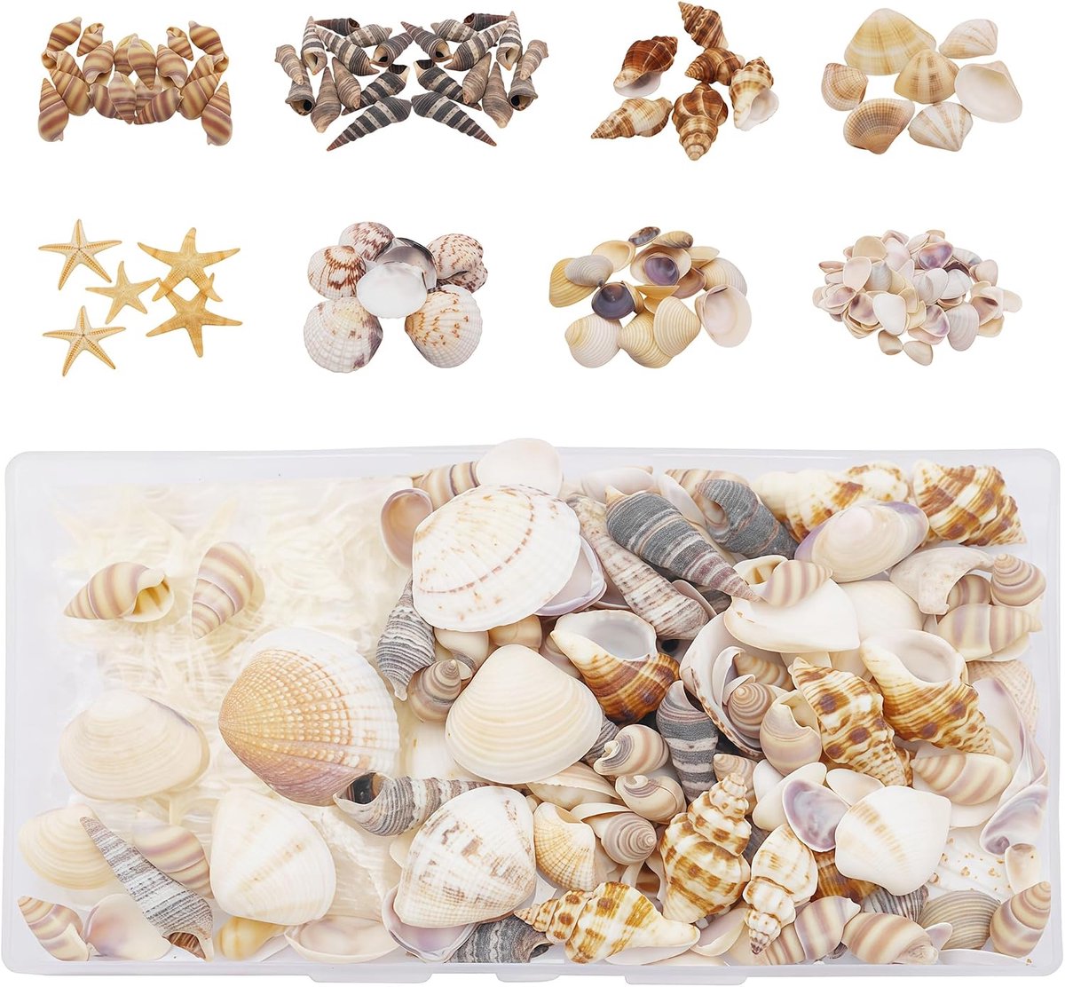 Schelpen en Zeesterren, Natuurlijke Mix voor Creaties