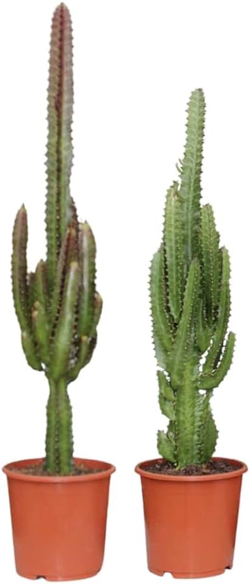 Groen/Rood | 2 stuks - 65-75cm - Ø17cm - Kamerplant - Groenblijvend - Multideal - Cactus & Vetplanten