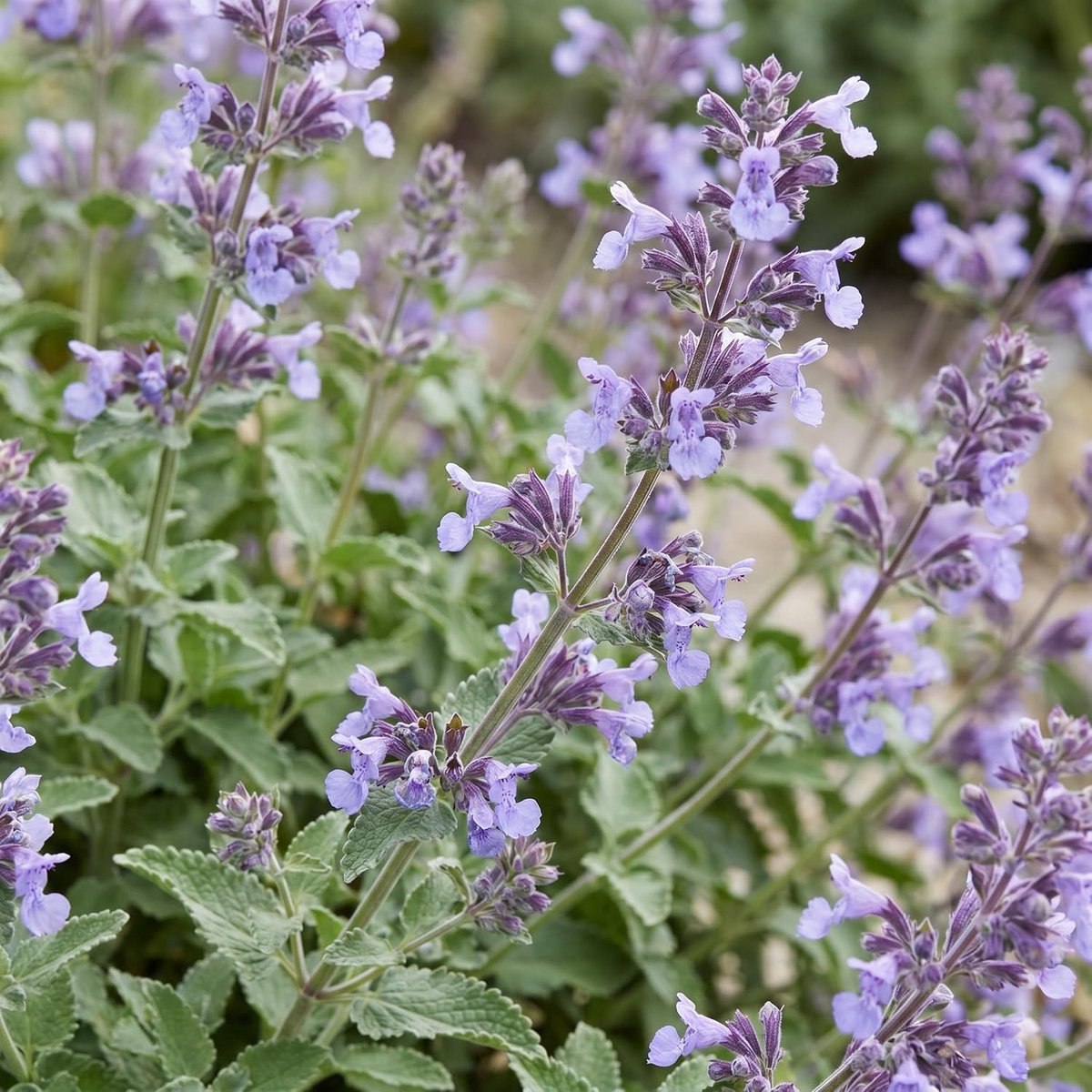 Faassenii Walker's Low - Kattenkruid - Bijen en Vlinderlokkers - Blauw - 6 Planten - 15-25cm - Ø11cm - Tuinplant