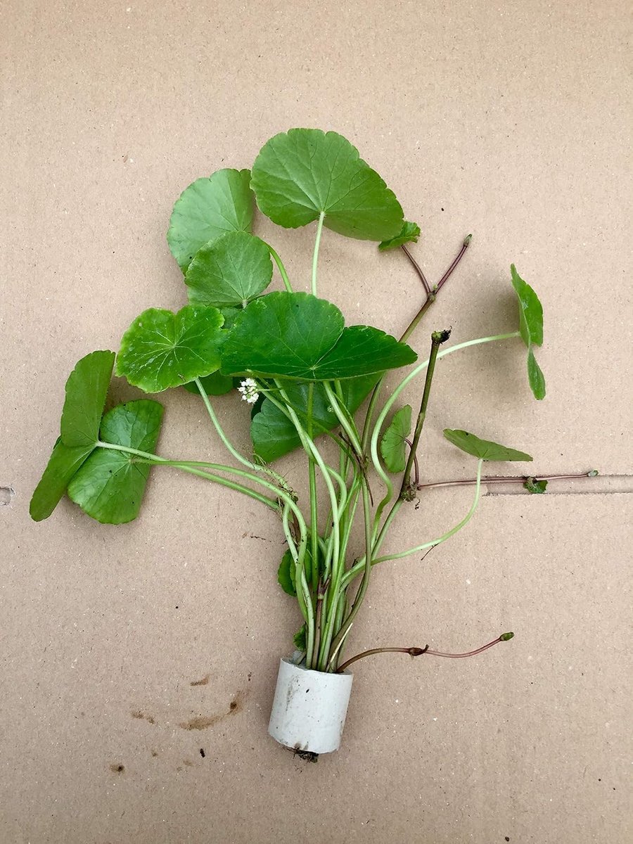 5 band hydrocotyle leucocephala Braziliaanse waterkabel aquaqriumplant waterplant