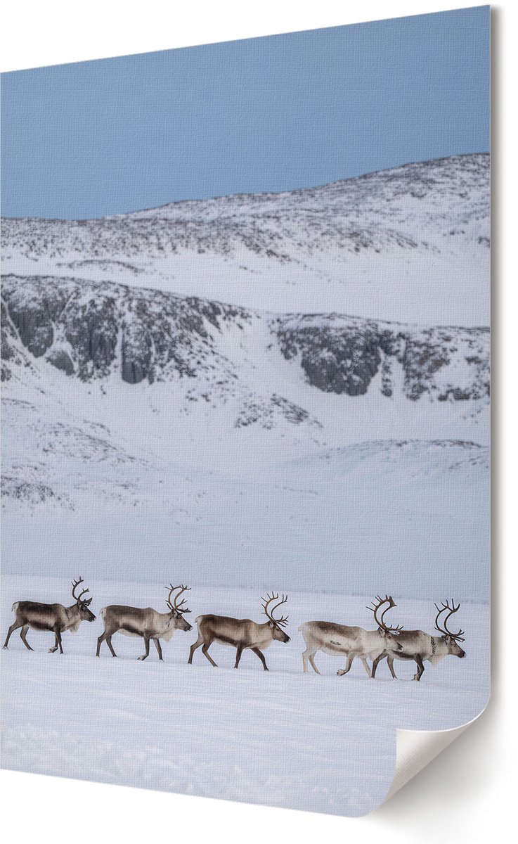 Coloray Polycanvas Wandposter - Rendieren In De Bergen, Fotografie - 594 x 840 - Wit Motief - Rechthoek - Wandkunstwerk - Slaapkamer - Klassiek