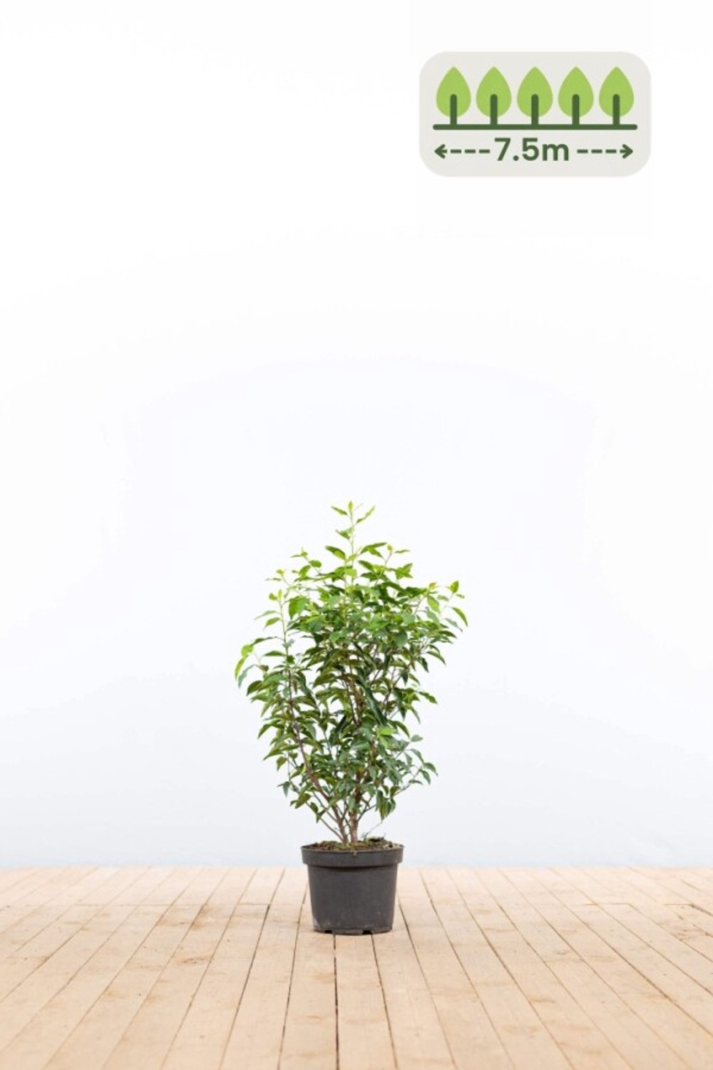 Portugese laurier 60-80 cm voor 7.5 meter - 23st. Prunus lusitanica 'Angustifolia'