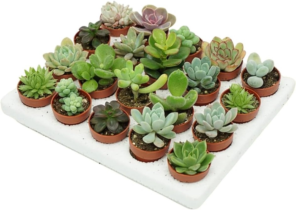 Vrolijke diversiteit: Vetplantenmix, assortiment van mini-vetplanten in pot van 5,5 cm, kleurrijke keuze voor huis en kantoor (5)
