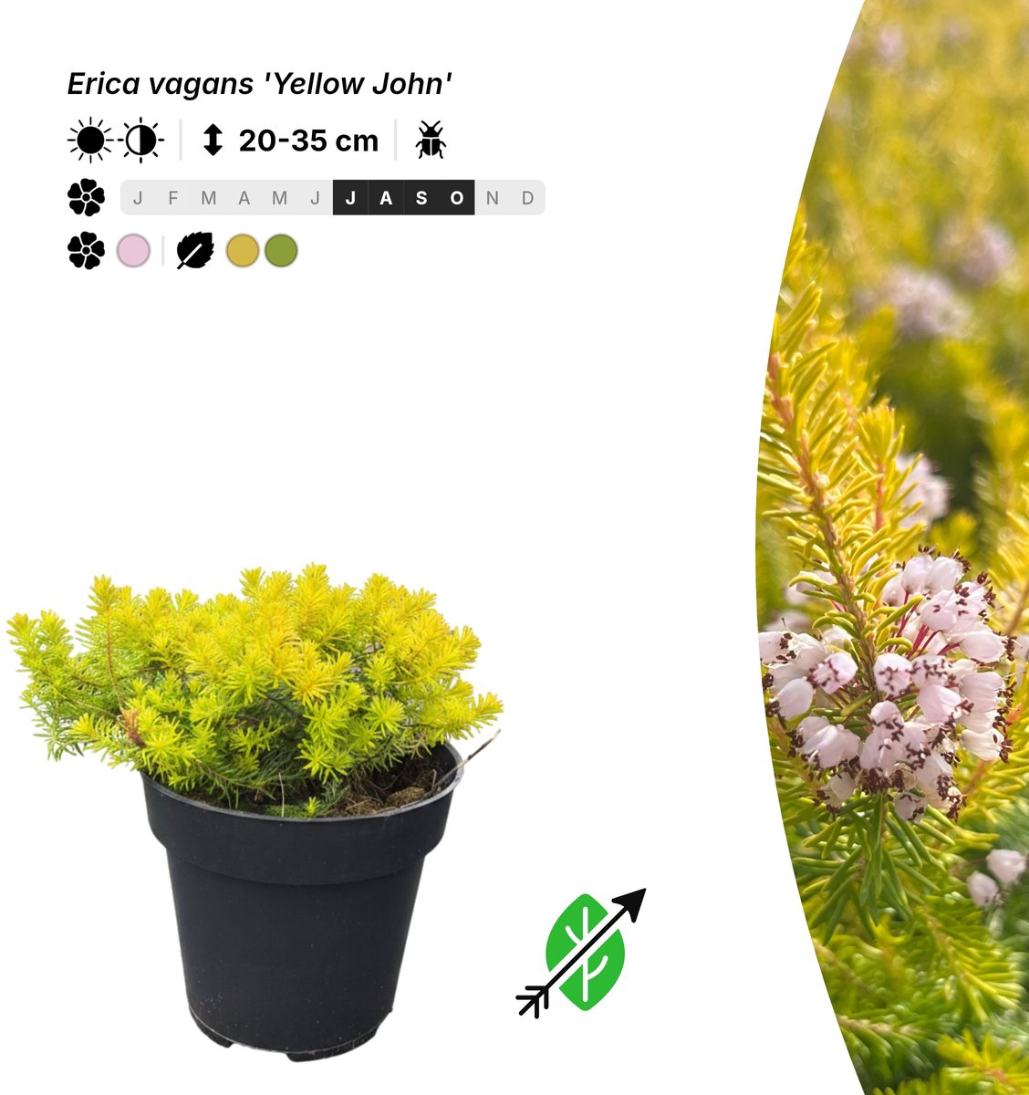 Singleplants - 6x Erica vagans 'Yellow John' - Pot P9,5 - bodembedekker - in bloeiperiode
