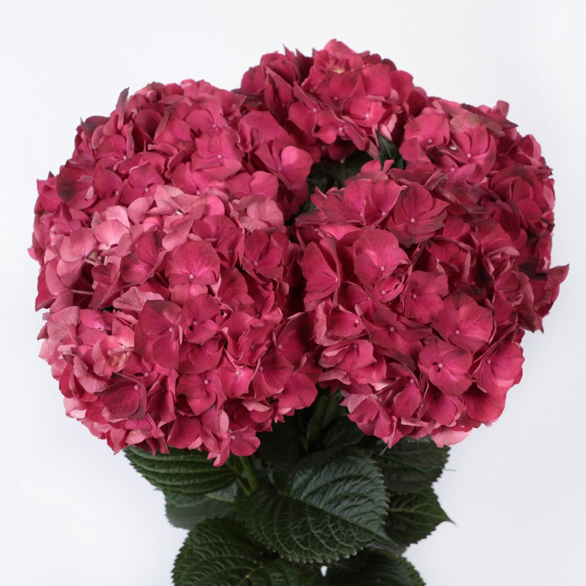 10x Hydr.mag.dark ruby 50cm