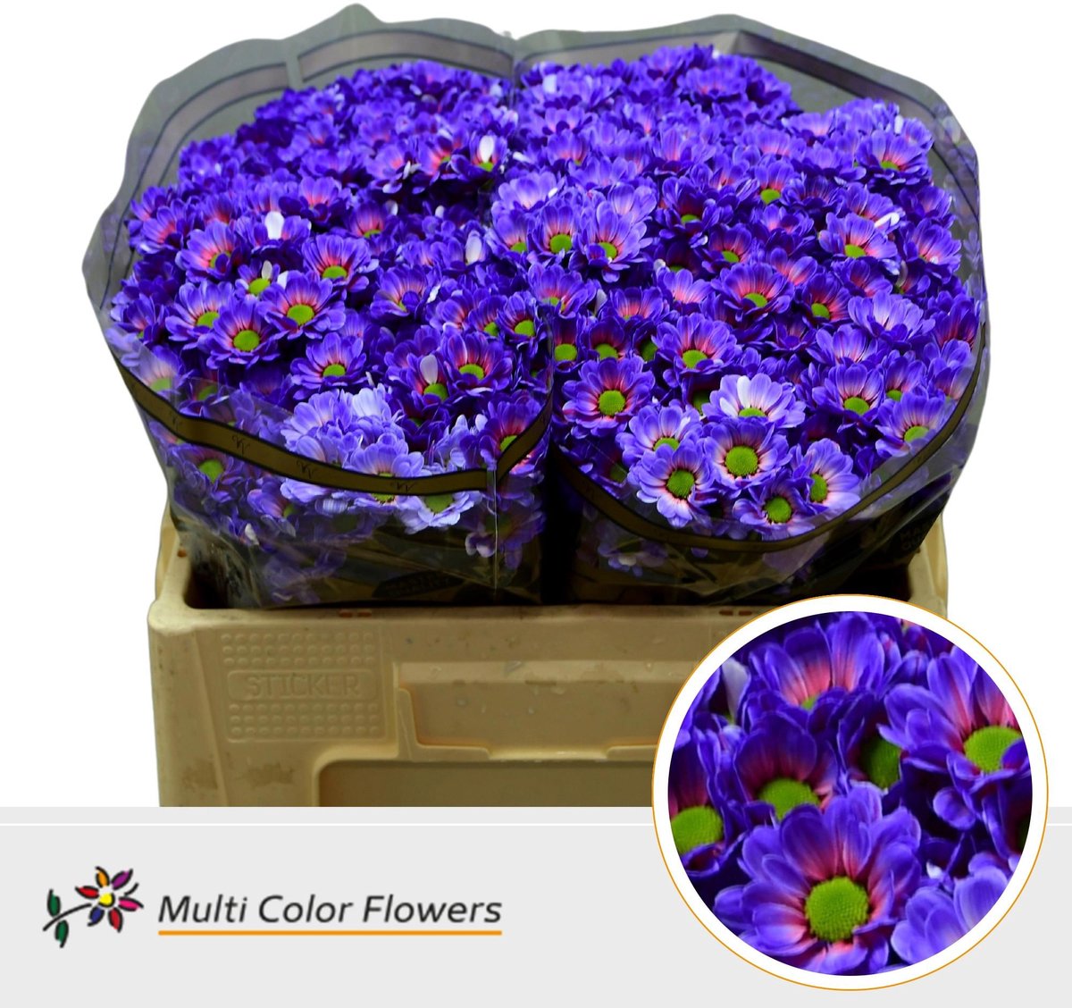 50x Chrysant san. bowie galaxy 50cm