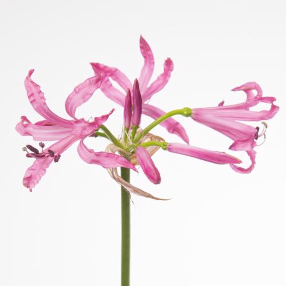 10x Nerine ras van roon 70cm