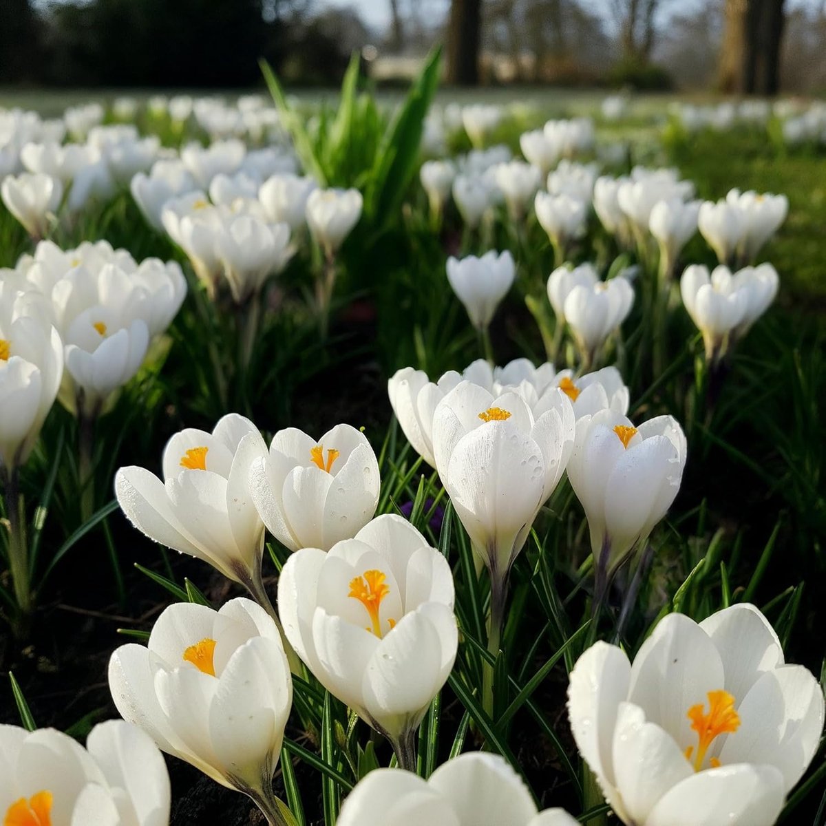 Colchicum - Album - 3 stuks - Bloembollen - Meerkleurig - Bloem bollen