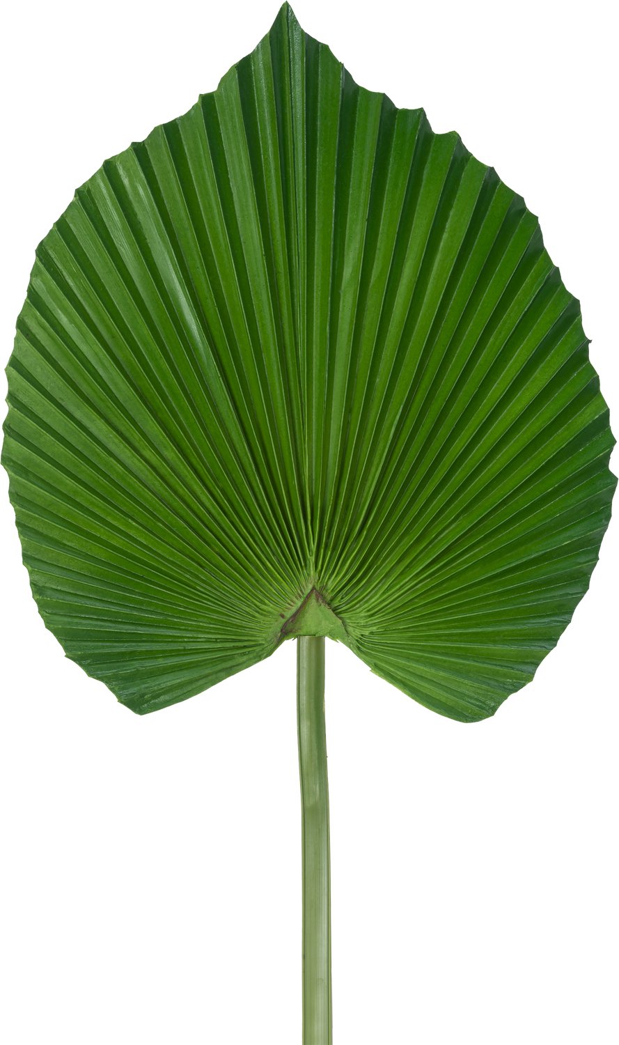 Easyplants | Kunstblad 73 cm | Zijde | Nepbloemen | groen | Onderhoudsvrij | Kant-en-klaar