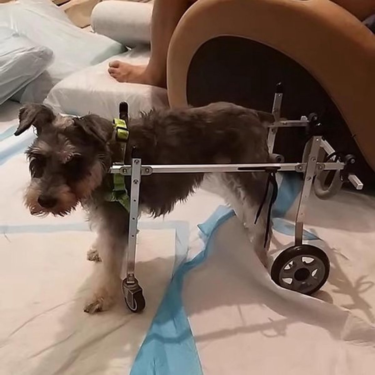 Hondenrolstoel - Mobiliteitshulp Hond - Hond Revalideren - Verstelbaar Ontwerp - XS - Aluminiumkleur