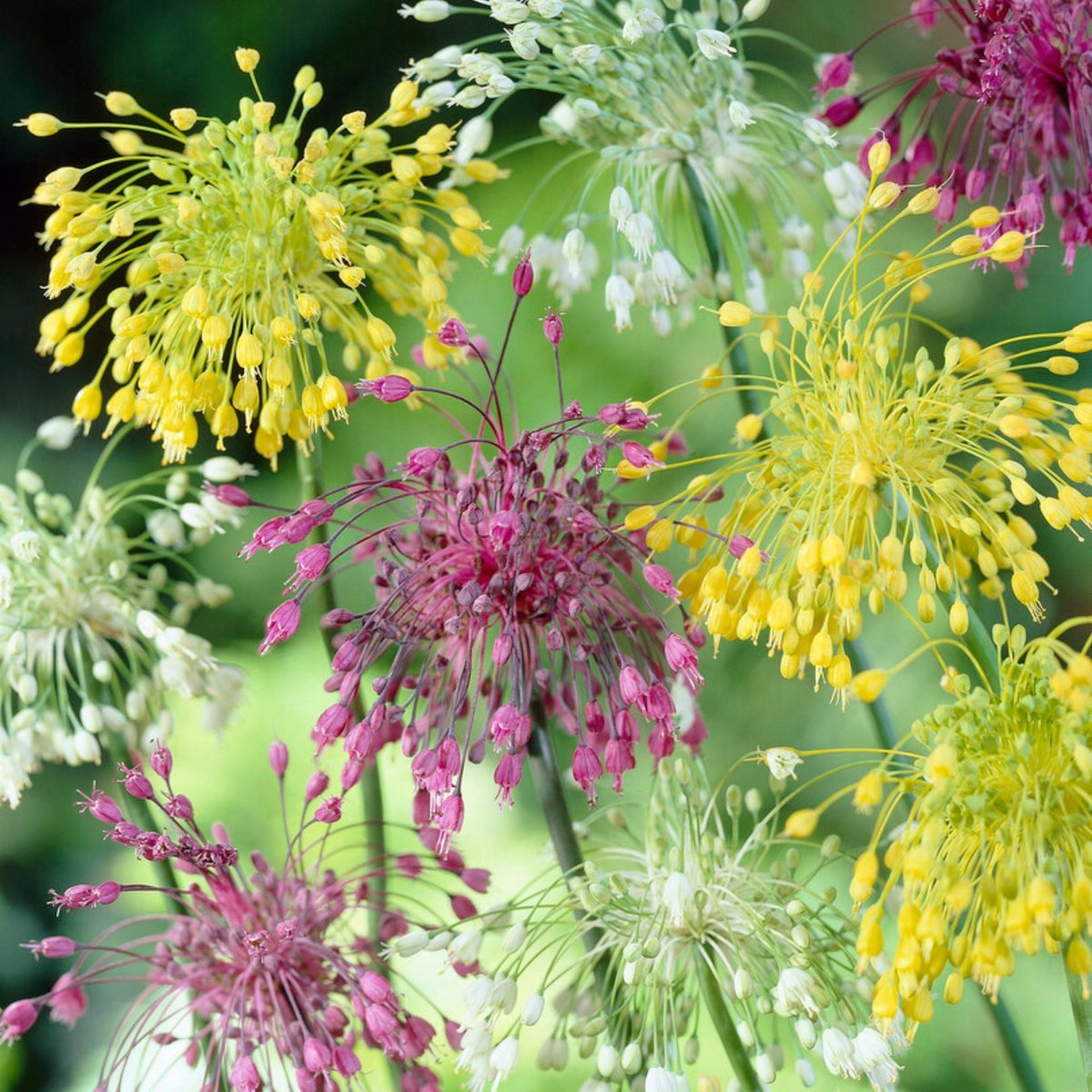 Sierui (Allium) - s Mix - Bijen-Vlinders - Snijbloemen - Geurend - Zomerbollen - Voorjaarsbollen - bloeit in Juni / Juli