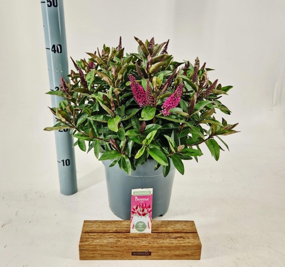 Hebe Donna® 'Red' (Addenda) - Struikveronica | 30-40 cm in pot 5 liter