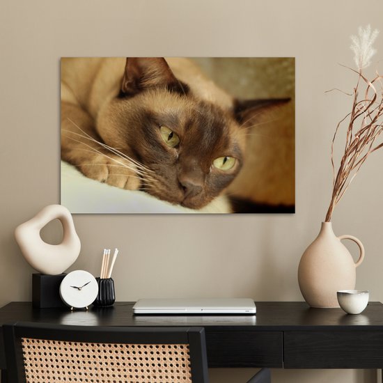 Poster Bruin gekleurde Burmese kat - 60x40 cm