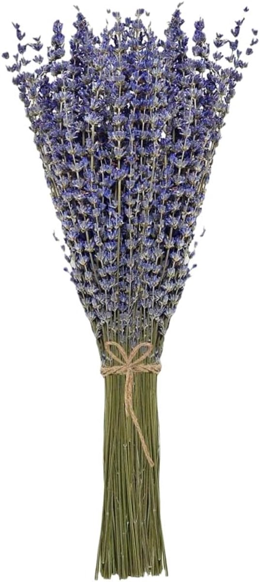 SnelShoppen - Gedroogde Lavendel Bosje 100 Stelen 42 cm Lang - Lavendel Bloemen uit Provence voor Decoratie, DIY Zeep, Slaapkamer en Feest