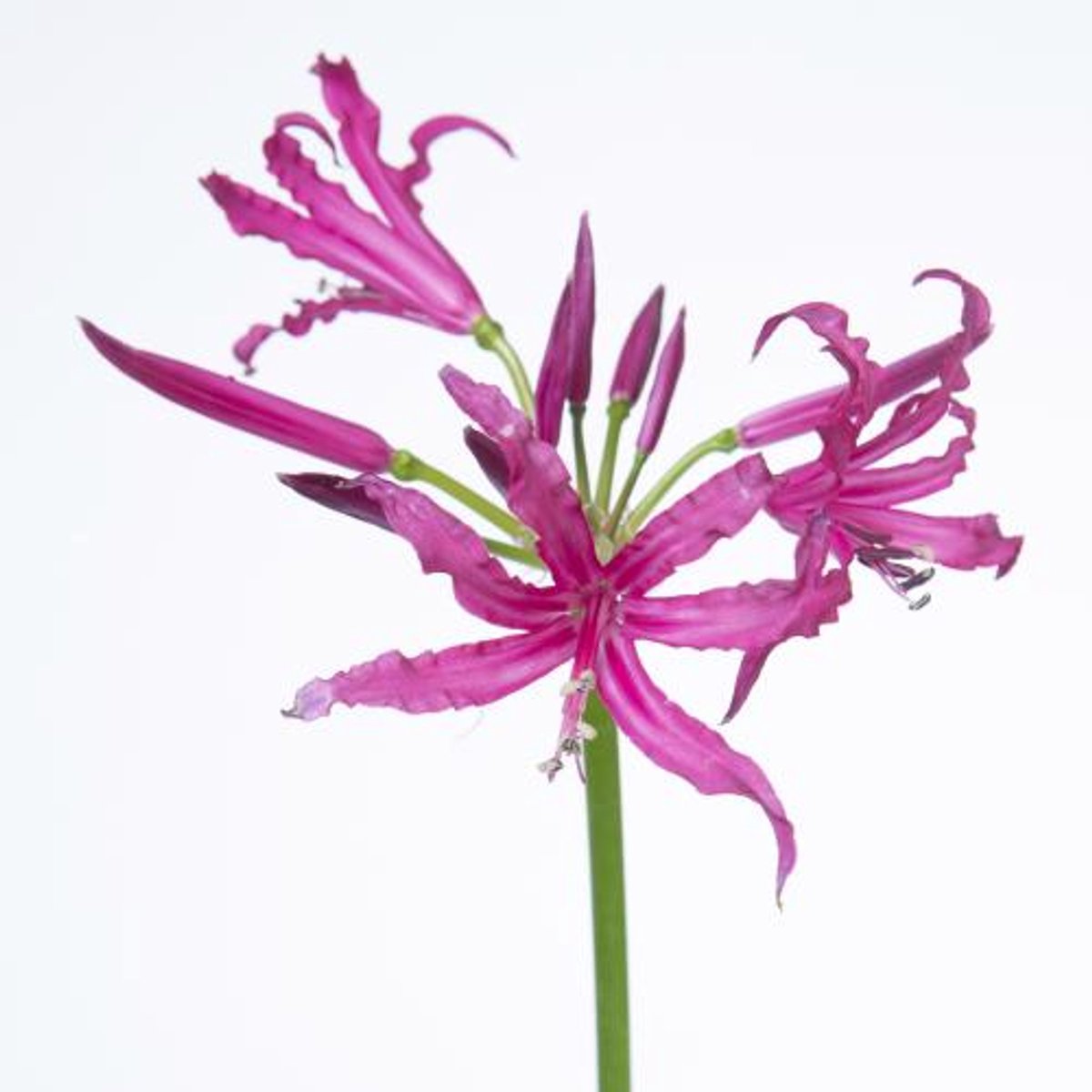 10x Nerine mr. nick 70cm