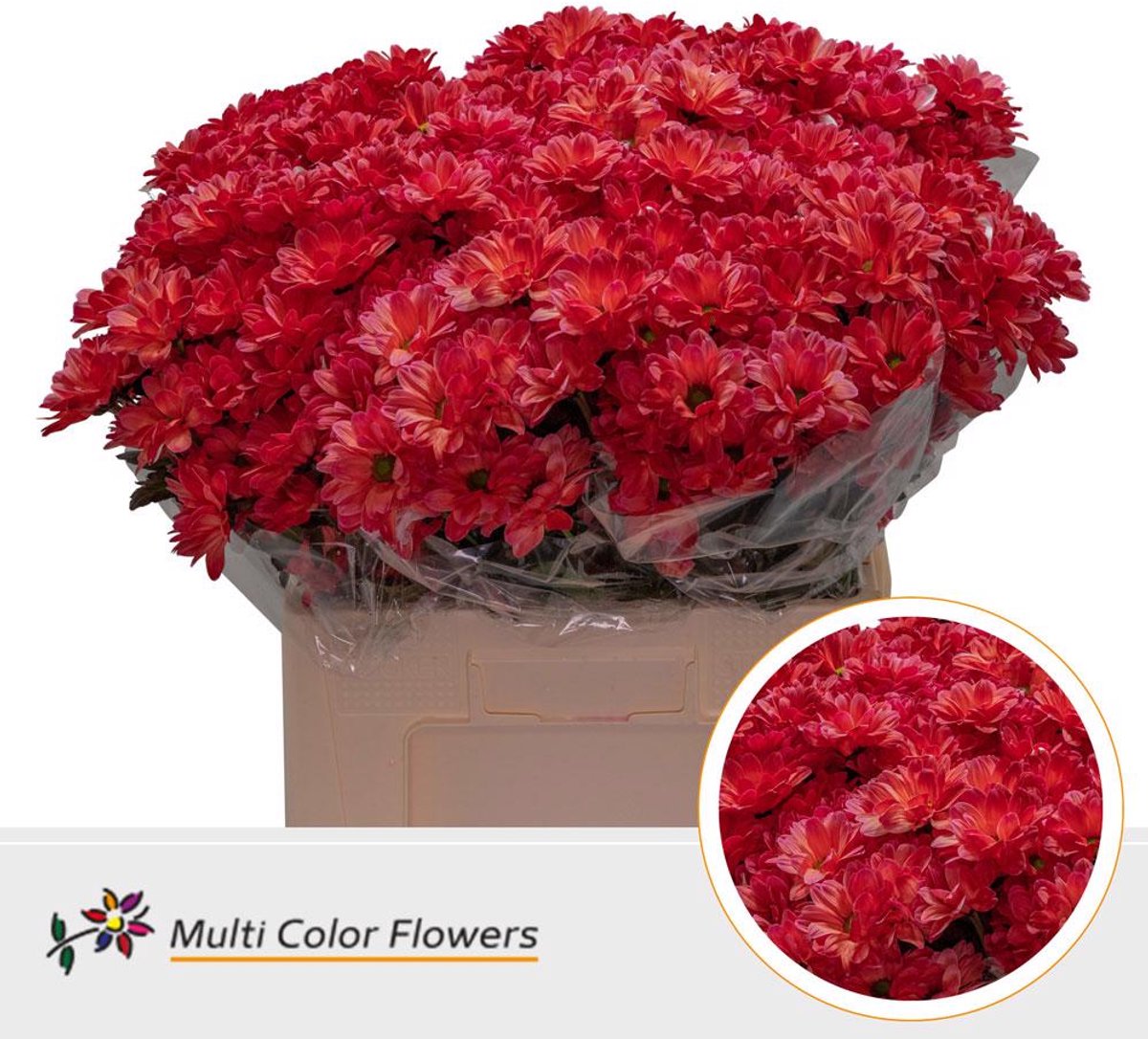 10x Chrysant kennedy rood 60cm
