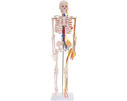 Anatomisch model van een skelet met zenuwen en bloedvaten, menselijk lichaam, geneeskunde, skelet, 87 cm (klein) Menselijk skelet met standaard, anatomie, mens, MedMod