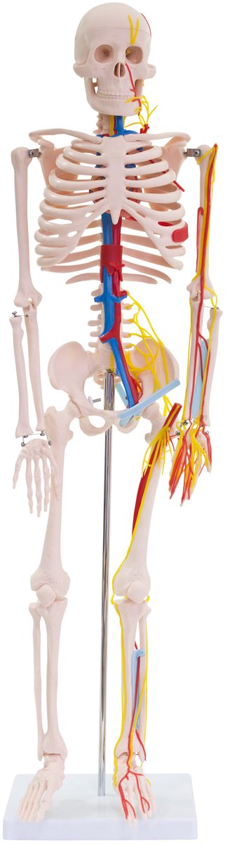 Anatomisch model van een skelet met zenuwen en bloedvaten, menselijk lichaam, geneeskunde, skelet, 87 cm (klein) Menselijk skelet met standaard, anatomie, mens, MedMod