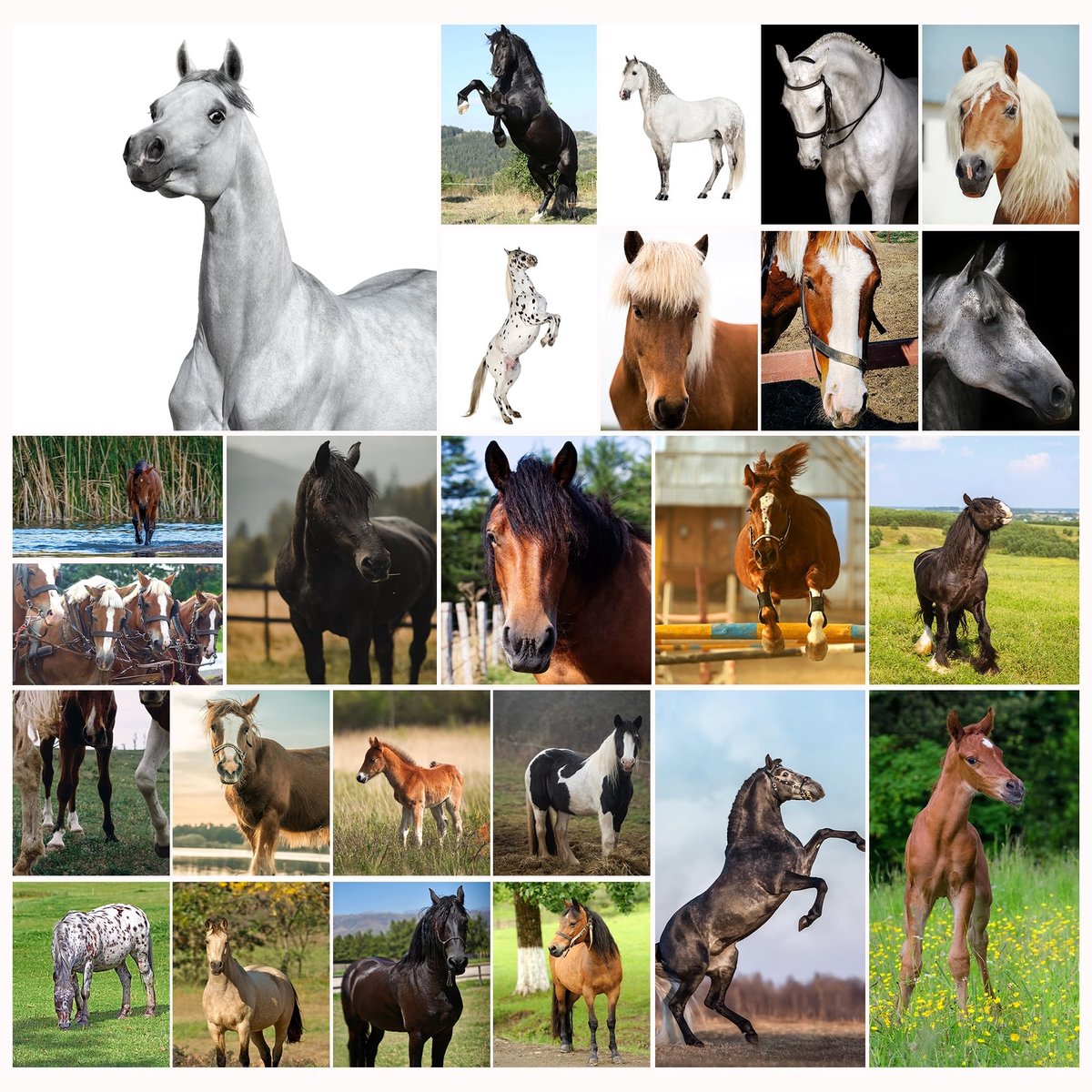 Elzusha - Paarden Ansichtkaartenset - 25 Kaarten met Paardenrassen