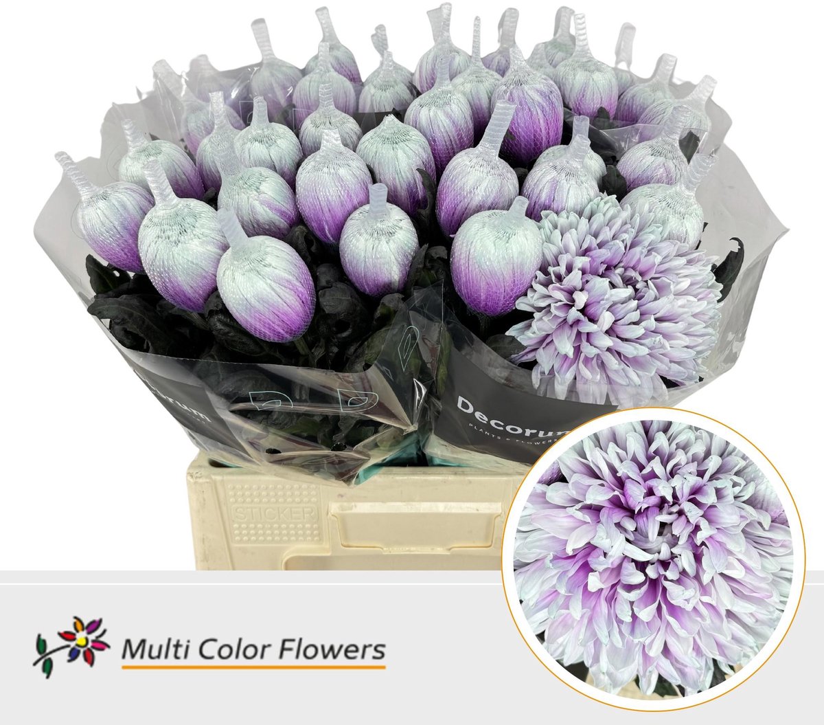 10x Chrysant antonov after eight 70cm