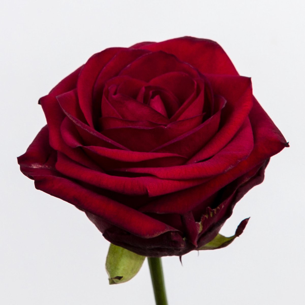 10x Rosa red naomi! 70cm