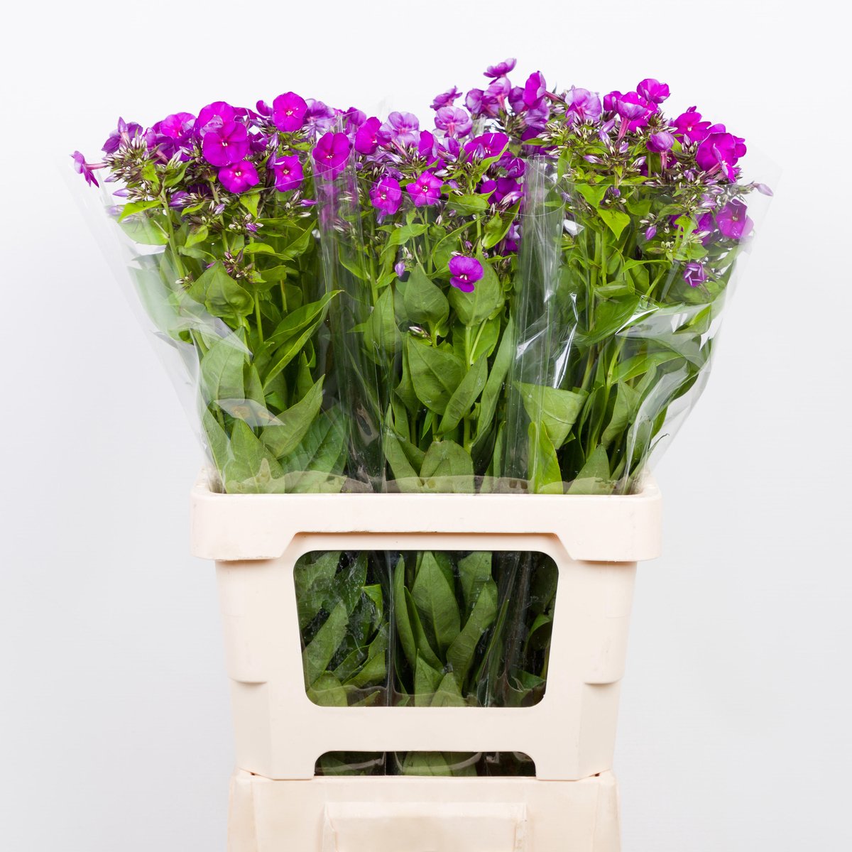 20x Phlox crissy 60cm