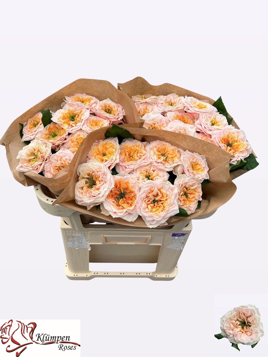 10x Rosa sira gardens! 60cm