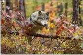 Poster 90x60 cm - Wolf - Tak - Bos - Posters - Kamer decoratie - Wanddecoratie woonkamer - Muurdecoratie slaapkamer