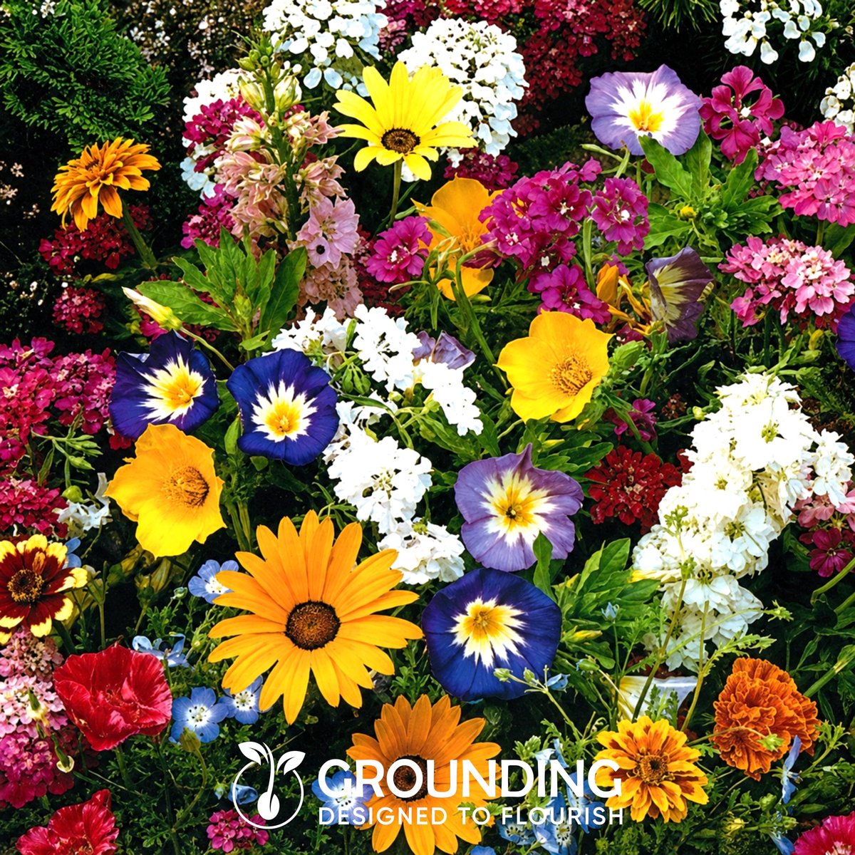 Bloemenzaden mix - Multicolour wilde bloemen - Natuurlijke weide-effect - Ideaal voor 25 m² - ShopVlot
