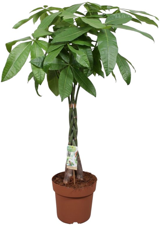 Trendyplants - Pachira Aquatica - Geldboom - Kamerplant - Hoogte 110-130 cm - Potmaat Ø24cm